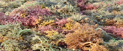 gambar seaweed.jpg